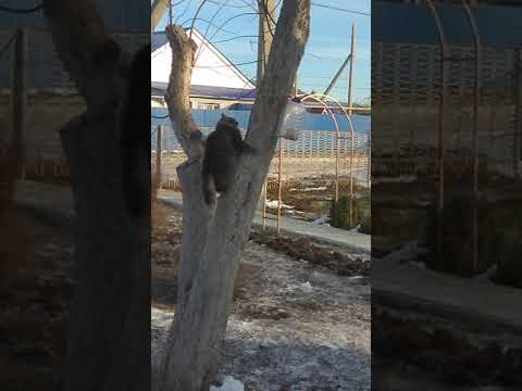 Видео: Толстый кот лезет за салом в кормушку для птиц