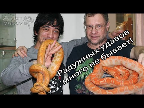 Видео: Коллекция радужных удавов Jaroslav Gilar