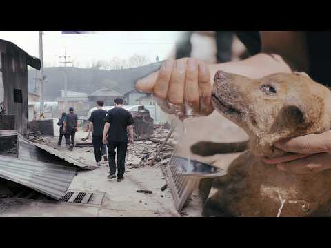 Видео: 11-дневная битва с чудовищным лесным пожаром (маленькие жизни, которые выжили)