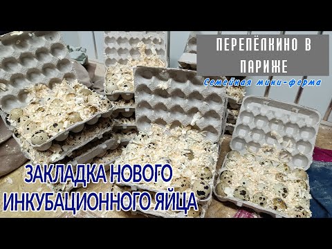 Видео: ЗАКЛАДКА ИНКУБАЦИОННЫХ ЯИЦ В ИНКУБАТОР НОВАЯ ПАРТИЯ НЕМЦЕВ 2025