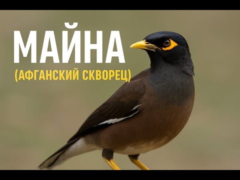 Видео: Майна, афганский скворец