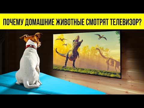 Видео: Ваша собака действительно смотрит телевизор?