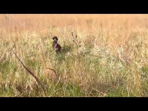 Видео: Дратхаар работа со стойкой