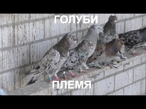 Видео: Голуби Сергея работа по селекции.Sergey Pigeons selection work.