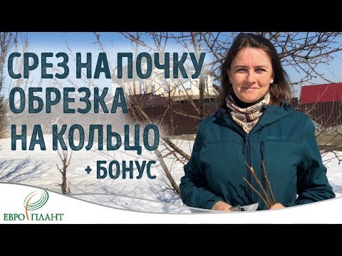 Видео: Как правильно делать срез на почку и обрезку на кольцо.