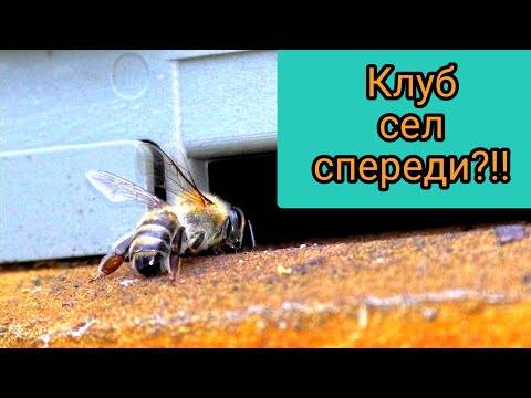 Видео: Клуб сел спереди а не зади что делать?! Неправильное размещение клуба он может и збоку сесть.