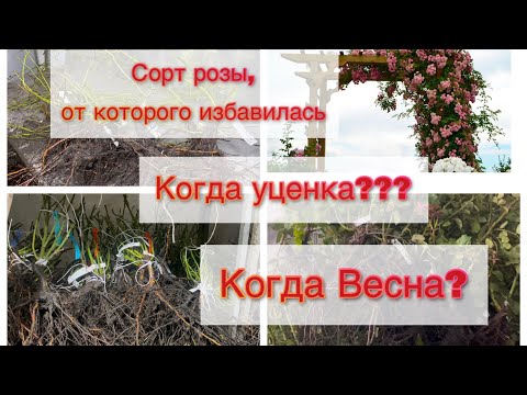Видео: Роза от которой никак не избавлюсь!! Когда УЦЕНКА?? Когда Весна??