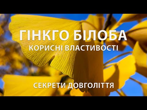 Видео: ГІНКГО БІЛОБА: Корисні властивості. Коли збирати, як приймати / Секрети довголіття