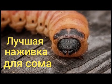 Видео: Лучшая наживка для рыбалки на сома .