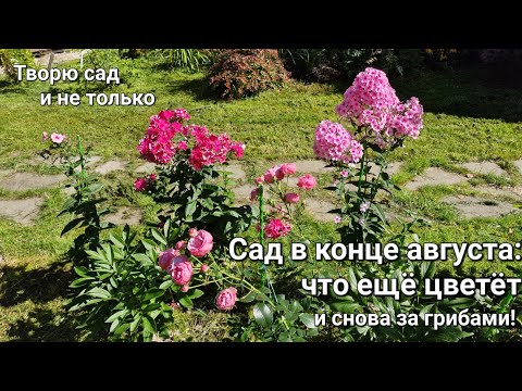 Видео: Творю сад. Конец августа в саду