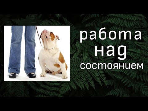 Видео: Управляемое движение.  Работа над состоянием. Влог Асоциального собачника.