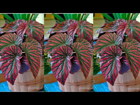 Видео: Как сделать растение бегонии из полиэтиленового пакета »вики полезно Идеи Цветочных Ремесел