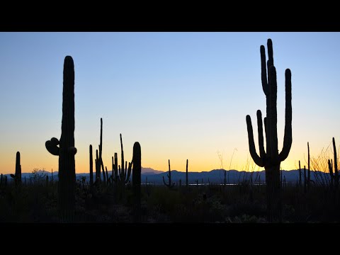 Видео: Saguaro in bloom. Arizona. Самые высокие в мире цветущие кактусы в пустыне