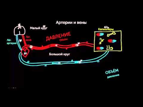 Видео: Различия между артериями и венами