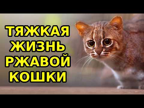 Видео: POV: ТЫ - САМАЯ МАЛЕНЬКАЯ КОШКА
