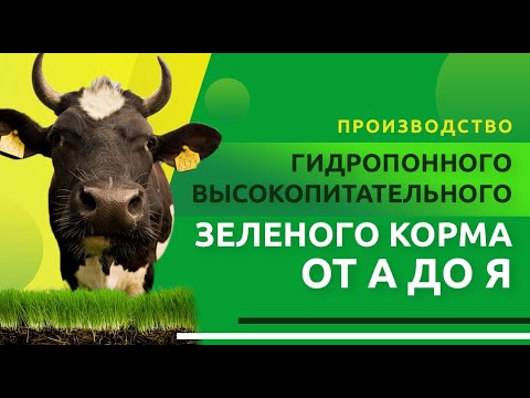 Видео: Электрохимическая обработка грубых кормов. Выращиване гидропонных высокопитательных зеленых кормов.