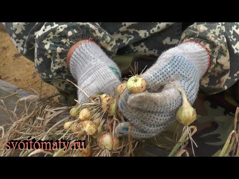 Видео: Тонкости выращивания, уборки и хранения лука севка из семян