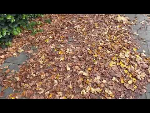 Видео: Vlog / Теплый Октябрь/ Гуляю 🚶‍♀️‍➡️☀️🌾🍁🍂