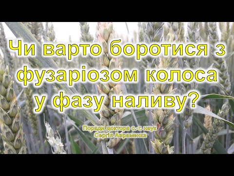Видео: Чи варто боротися з фузаріозом колоса в період наливу?