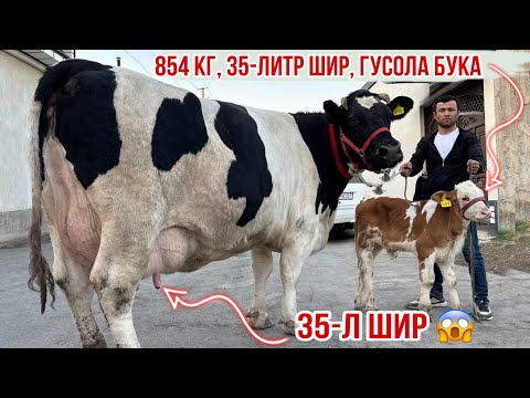 Видео: 35-литр ШИР 2-сар МОЛҲОИ СЕРШРИ ГИГАНТ УСПЕТ КУНЕД 29 октября 2025 г.