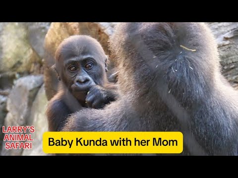 Видео: Малышка гориллы - Кунда с Кеби (#57) ----#babygorillas