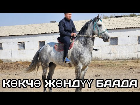 Видео: АРЗАН ЭЛЕ БЕРЕМ  КӨК ЧӨ АТТЫ