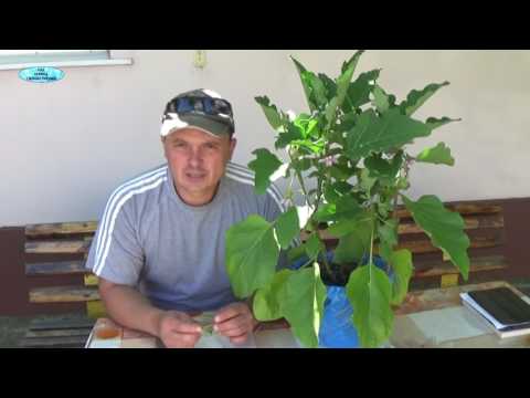 Видео: БАКЛАЖАНЫ. ФОРМИРОВАНИЕ КУСТА С ЗАВЯЗЯМИ-удаляем ненужное.