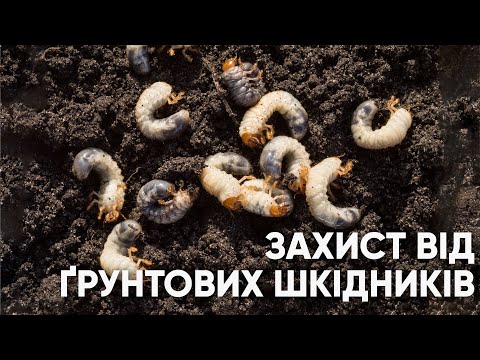 Видео: Захист від ґрунтових шкідників: хрущі, ведмедка, дротяники, личинки совок і колорадського жука