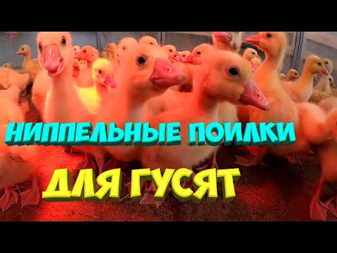 Видео: Ниппельные поилки для гусят.[Жизнь в деревне]