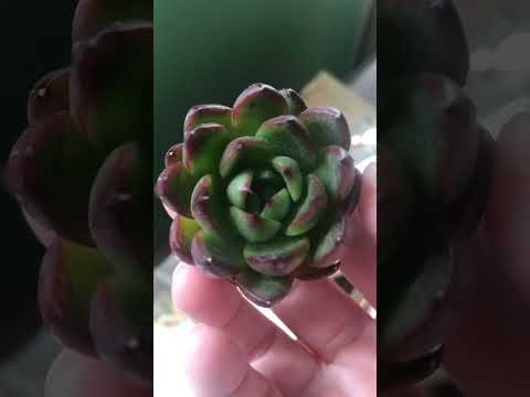 Видео: Посылка с сайта Суккулент маркет от Ивана Соболева
