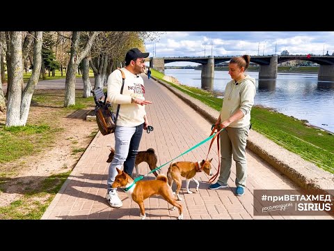 Видео: Секреты породы. Басенджи // #приВЕТАХМЕД