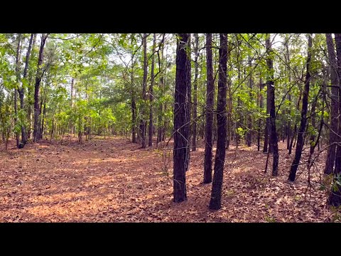 Видео: В поисках земельного участка в Северной Каролине.  Участок 6.3 акра за $40000. Модульные дома
