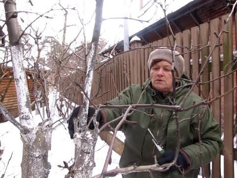 Видео: ОБРЕЗКА перепривитой ГРУШИ. Как правильно ЗАРАСТИТЬ СРЕЗЫ после перепрививки.
