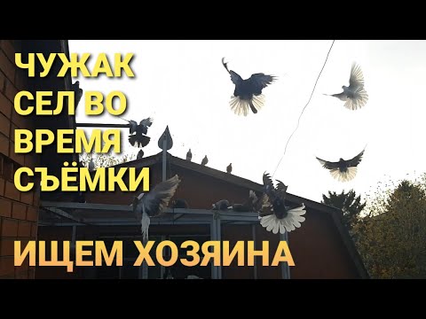 Видео: Чужак сел во время съёмки. Ищу хозяина! A strange pigeon sat down during the shooting of the video.