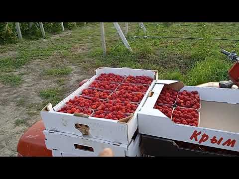 Видео: Цветение малины.