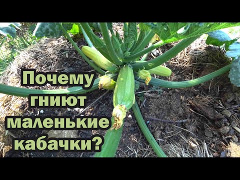 Видео: Гниют маленькие кабачки. Что делать?