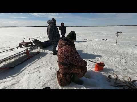 Видео: ПОПАЛИ В ЦАРСТВО ОКУНЕЙ НА КОРОЛЕВСКИХ ЕРШЕЙ! НАШЕ ЛУЧШЕЕ ЗАКРЫТИЕ ЗИМНЕЙ РЫБАЛКИ, БЫЛО КЛЁВО!!!