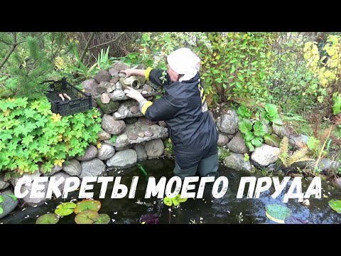 Видео: Подготовка ПРУДА к ЗИМЕ. Зимовка НИМФЕИ в пруду. Делюсь опытом.