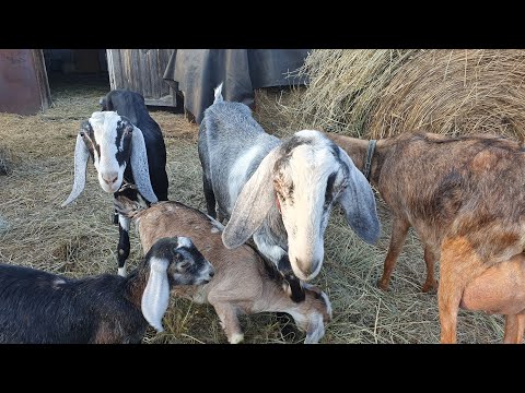 Видео: Кетоз // Козы не пьют воду // Коза себя выдаивает