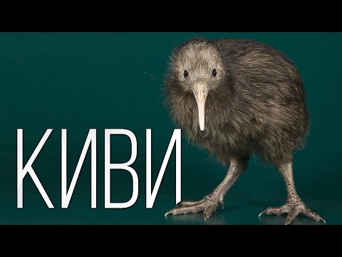 Видео: Киви: Древняя птица | Интересные факты про киви