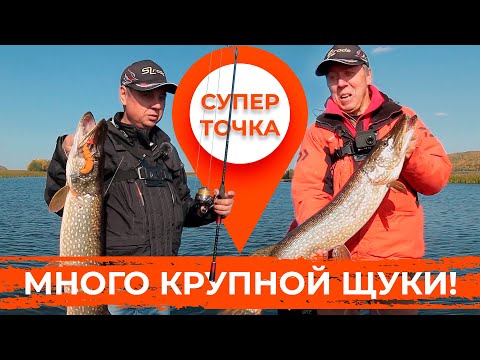 Видео: СУПЕР ТОЧКА! Много крупной ЩУКИ! Часть первая.