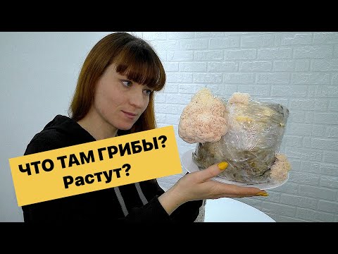Видео: СЪЕДОБНЫЕ ГРИБЫ ДОМА без подвала и балкона