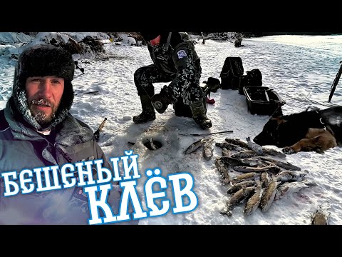 Видео: Ловля Ленка и Хариуса зимой-бешеный жор рыбы.