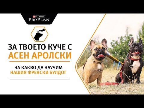 Видео: На какво да научим нашия френски булдог?