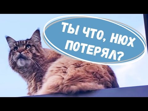 Видео: Приколы с котами. Вилли показал, кто в доме главный!