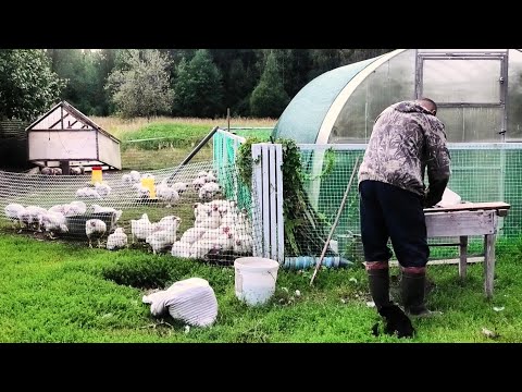 Видео: Переехала из города в деревню. Муж собрал чудо машину из старой стиралки, кур щипаю за минуту.