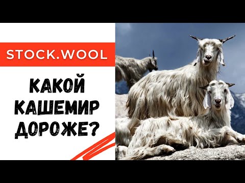 Видео: Какой кашемир дороже кардный или гребенной? И почему?