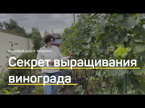 Видео: СЕКРЕТ выращивания ВИНОГРАДА в средней полосе. Есть ВСЕ ШАНСЫ стать успешным виноградарем!