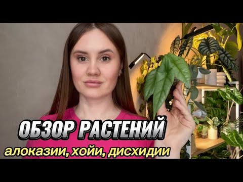 Видео: ОБЗОР МОИХ РАСТЕНИЙ