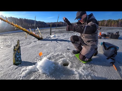 Видео: КАКИЕ РЫБЫ ЖИВУТ В ЗАТОПЛЕННОМ ЛЕСУ? РЫБАЛКА НА БЕЗМОТЫЛКУ